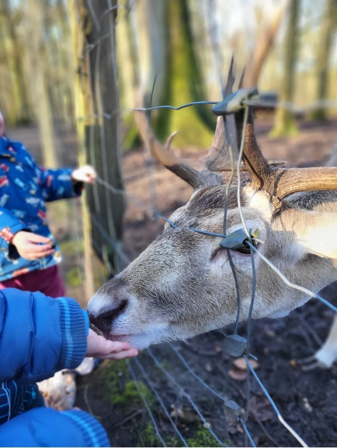 Kind streichelt vorsichtig einen Hirsch im Wald durch den Zaun
