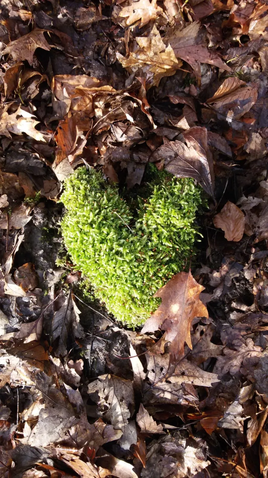 Herzförmiges Moospolster zwischen buntem Herbstlaub – Symbolbild des Spielegarten-Lindental